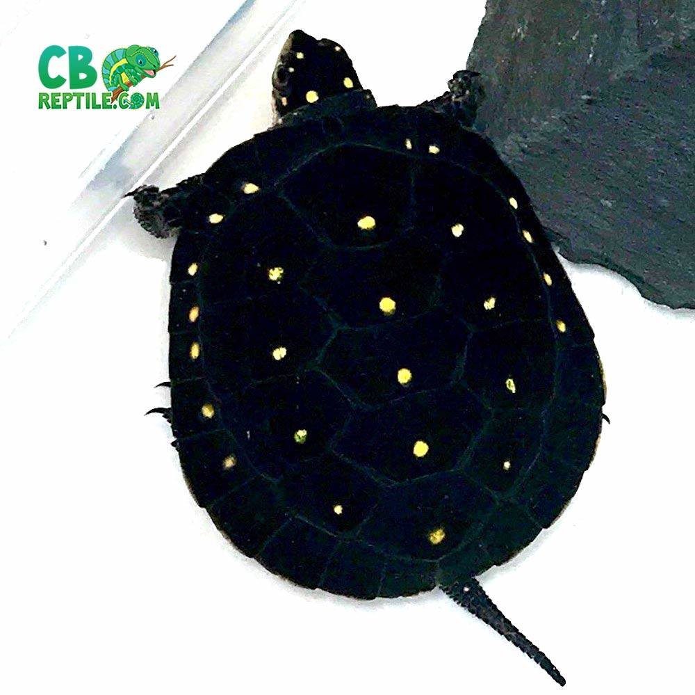Spotted Turtle for sale
