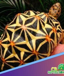 Sri Lankan Star Tortoise for sale