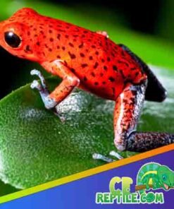 Strawberry Dart frog