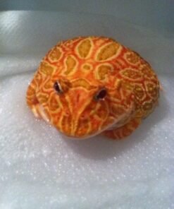 Strawberry Pacman Frog for sale