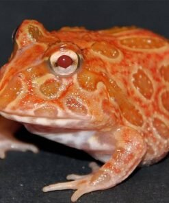 Strawberry Pineapple Pacman Frog for sale