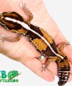 Striped African Fat Tailed Gecko for sale