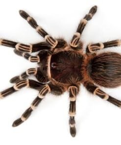 Peruvian green velvet tarantula
