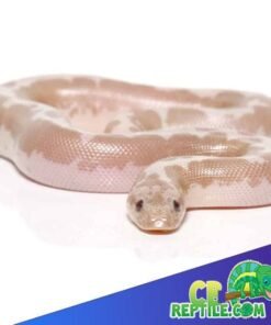 Snow Striped Kenyan Sand Boa