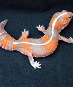 Striped Tangerine African Fat Tailed Gecko for sale