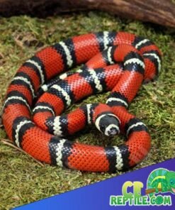 Stuarts Milk Snake for sale