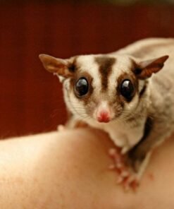 Sugar Glider for Sale