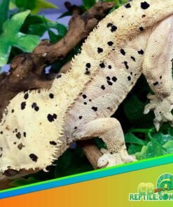 Super Dalmatian Crested gecko for sale