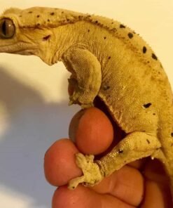 Dalmatian Crested gecko for sale