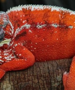 Tamatave Panther Chameleon for sale