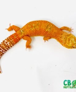 Tangelo leopard gecko