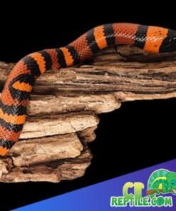 Tangerine Honduran Milk Snake for sale