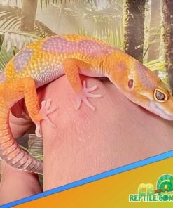 tangerine albino leopard gecko