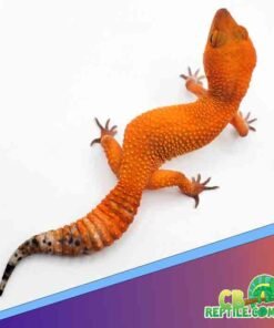 Tangerine Leopard gecko for sale