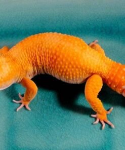 Tangerine Super Giant Leopard gecko