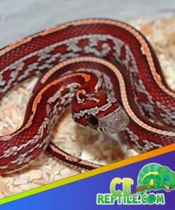 Tessera Corn Snake