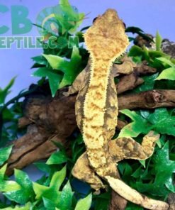 Tiger Pinstripe Crested gecko for sale