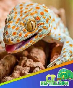 Tokay gecko for sale