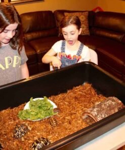 Tortoise & Box Turtle Tubs