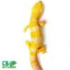 Tangerine Albino supergiant leopard gecko