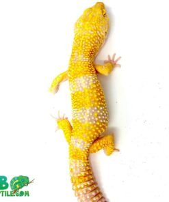Tangerine Albino supergiant leopard gecko