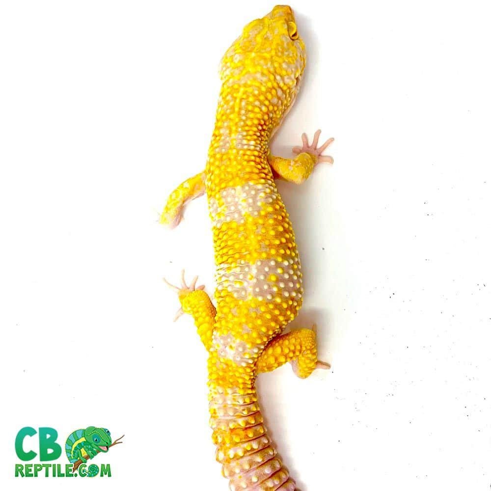Tangerine Albino supergiant leopard gecko