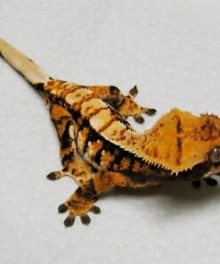 Tricolor Crested gecko for sale