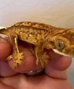 Tiger Crested gecko for sale