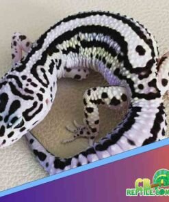 Tug Snow Leopard gecko