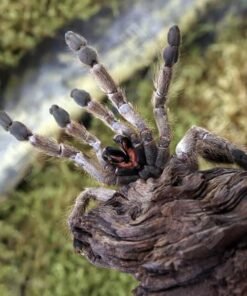 Orange starburst baboon tarantula