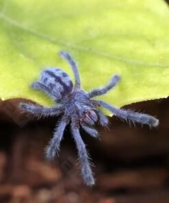 Puerto Rican Pink Toe Tarantula