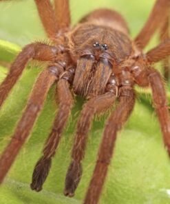 UTHAI THANI ORANGE TARANTULA
