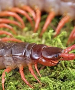 vietnamese orange legged centipede
