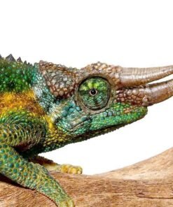 Rainbow Jackson’s Chameleon