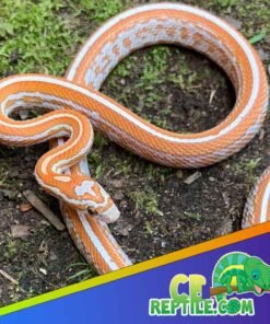 Ultramel Tessera Corn Snake