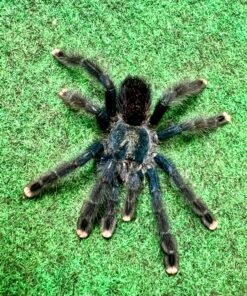 Metallic Pink Toe Tarantula