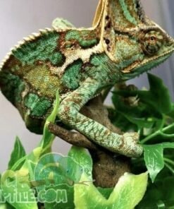 Veiled Chameleon
