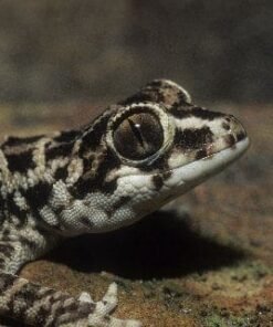 Viper Gecko for sale