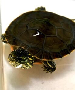 Western Painted Turtle