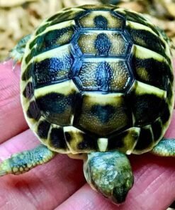Tuscan Western Hermann’s tortoise