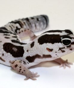 White Out African Fat Tailed Gecko for sale