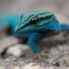 Williams Blue Cave Gecko for sale