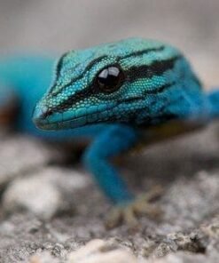Williams Blue Cave Gecko for sale