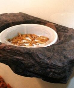 Pangea Gecko Magnetic Worm Feeder Ledge