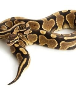 yellow bellied ball python
