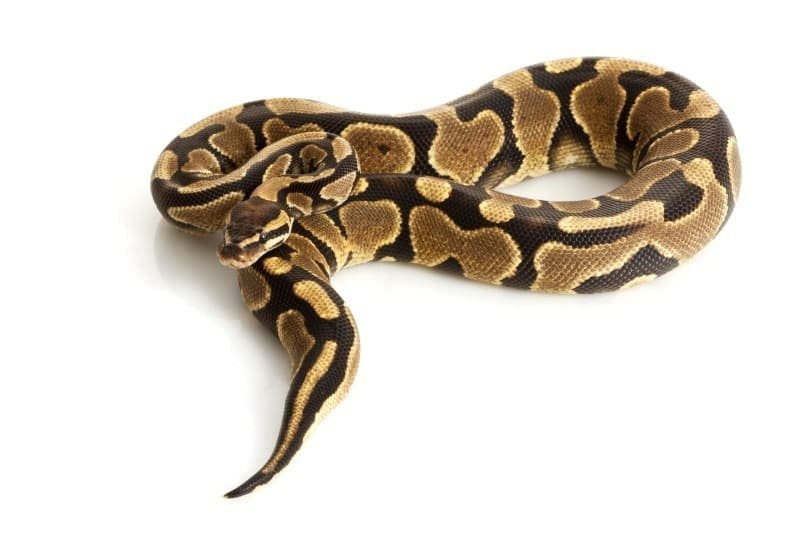 yellow bellied ball python