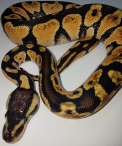 yellow belly ball python
