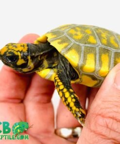 Yellow foot tortoise