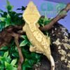 yellow harlequin crested gecko