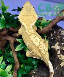yellow harlequin crested gecko